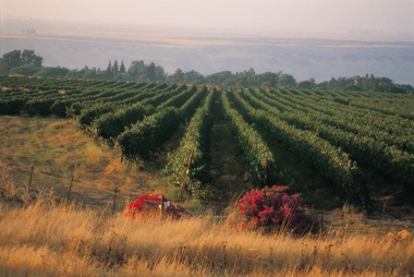 Golan Heights Winery